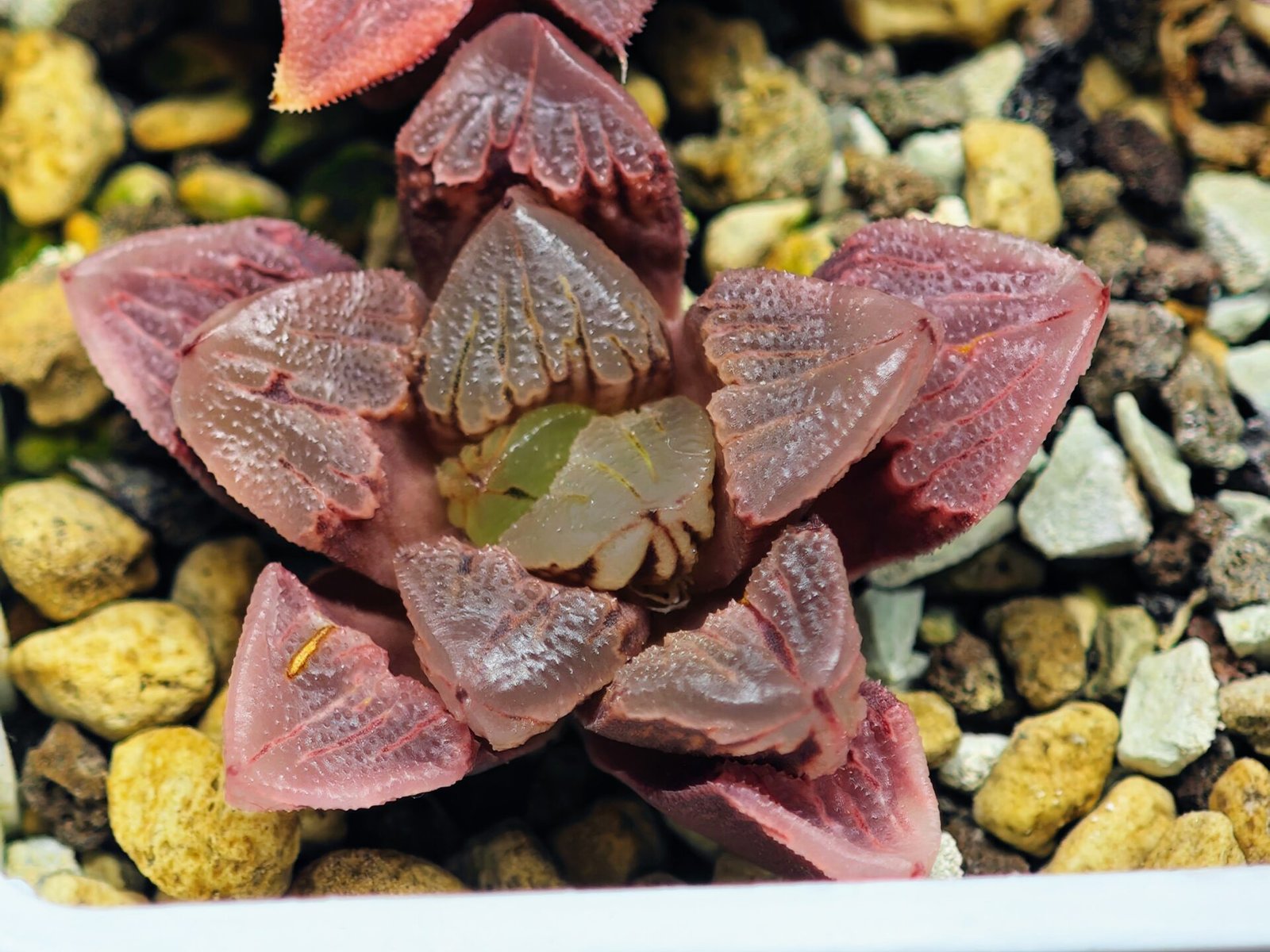 Haworthia Seedling S30 - 16