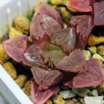 Haworthia Seedling S30 - 17