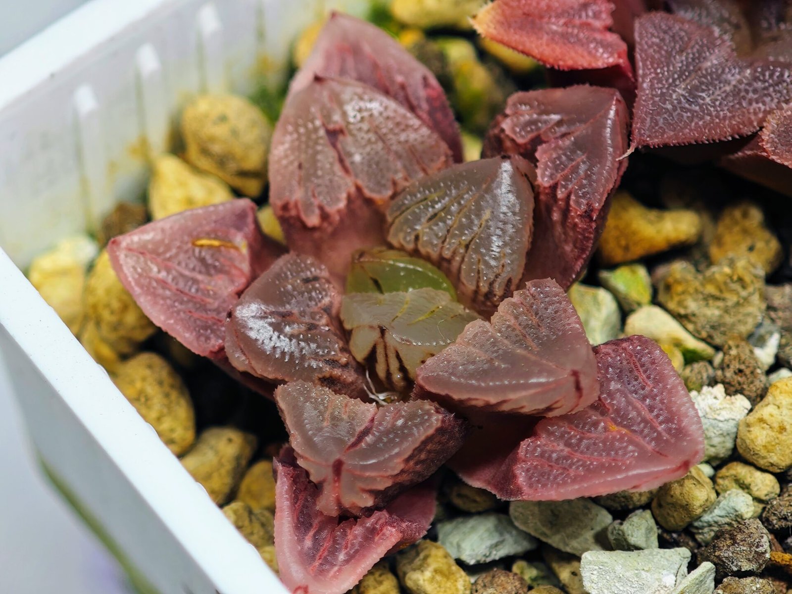 Haworthia Seedling S30 - 17