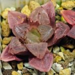 Haworthia Seedling S30 - 18