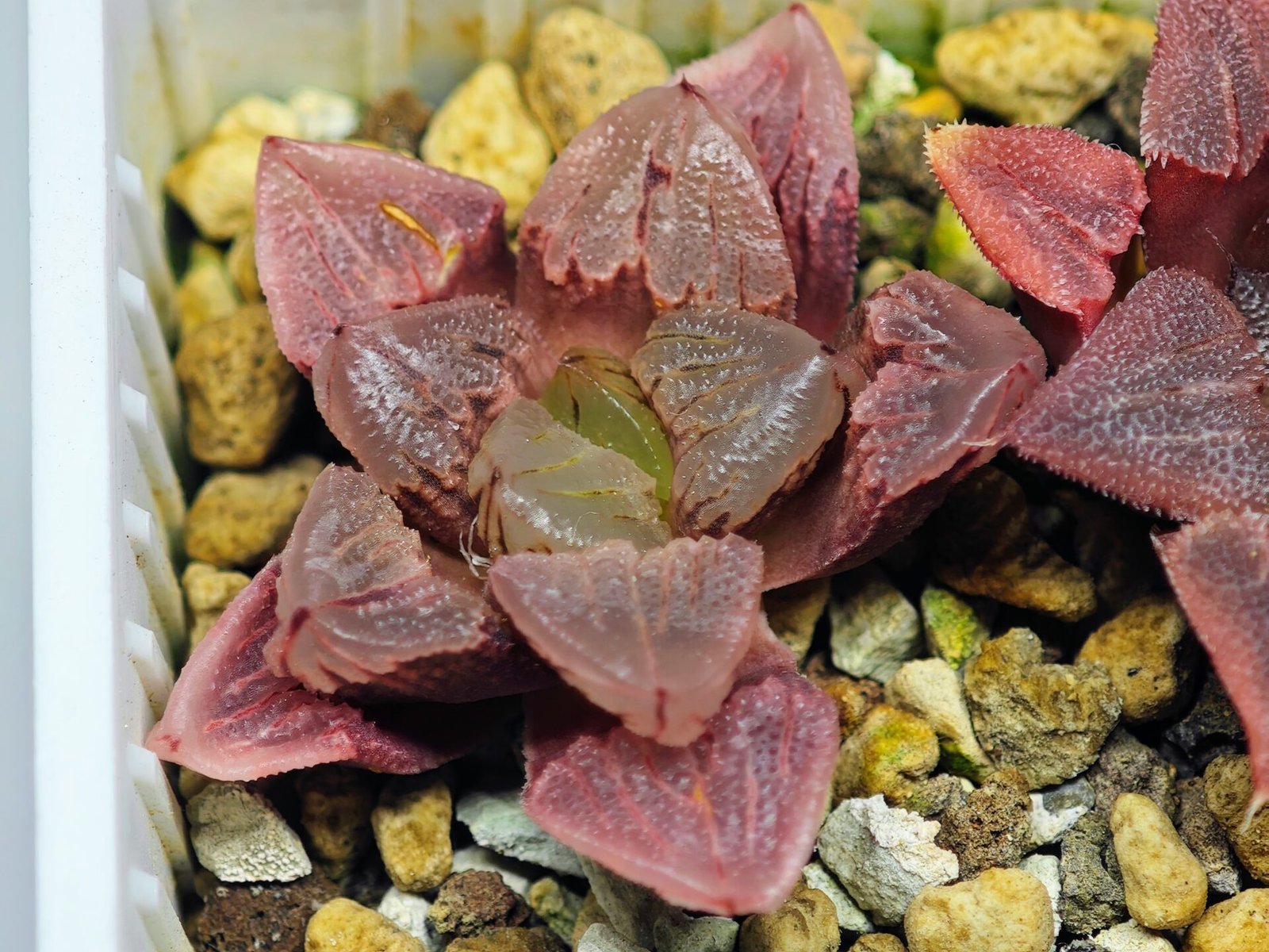 Haworthia Seedling S30 - 18