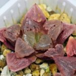 Haworthia Seedling S30 - 19