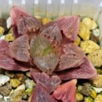 Haworthia Seedling S30 - 20