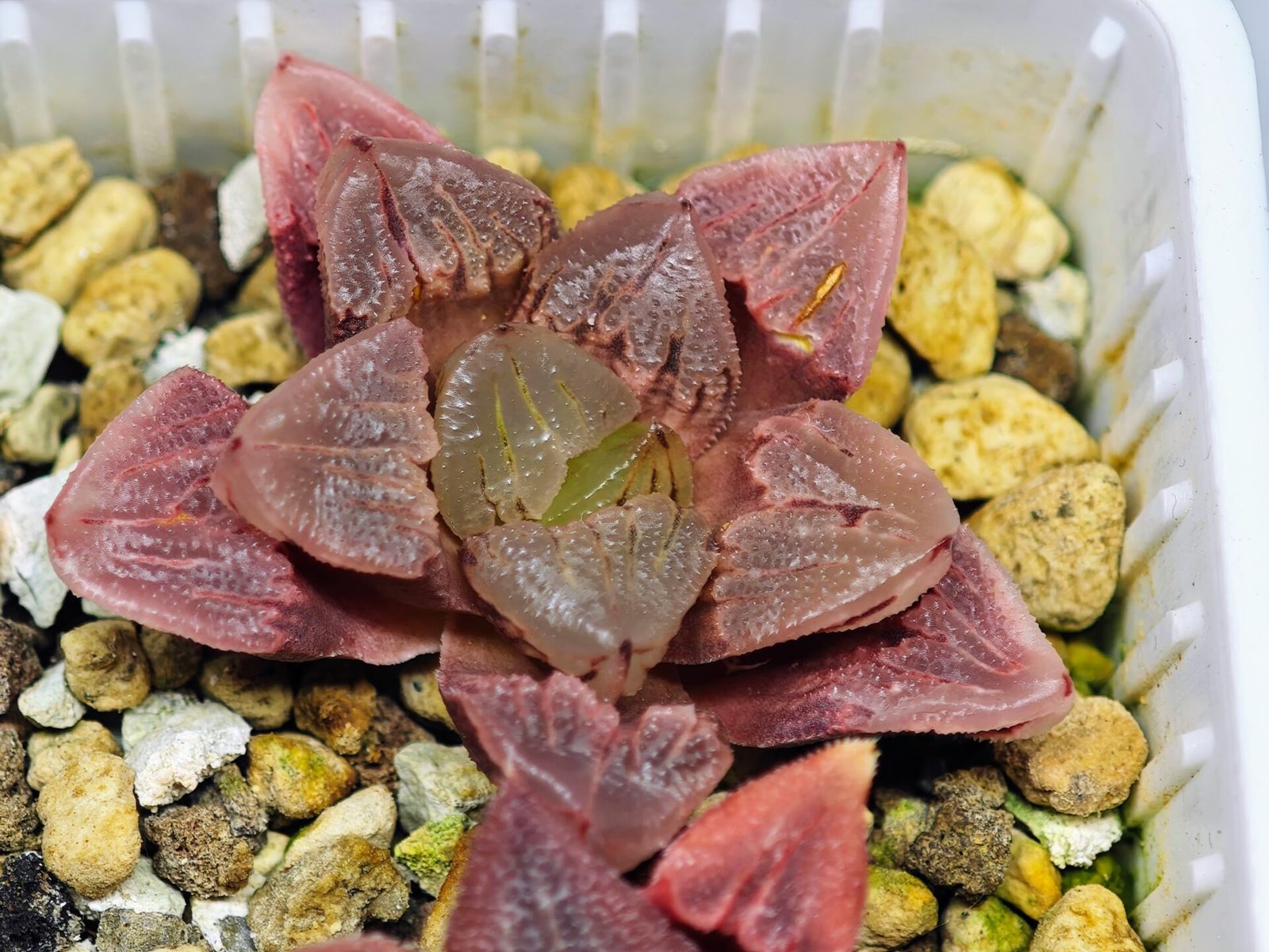 Haworthia Seedling S30 - 20