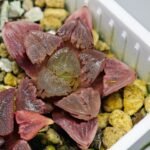 Haworthia Seedling S30 - 21