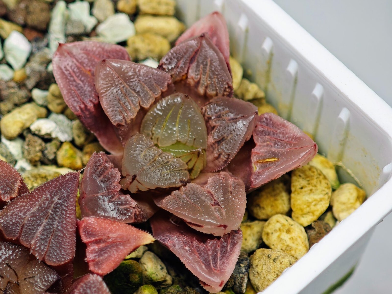 Haworthia Seedling S30 - 21