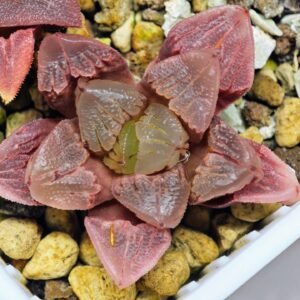 Haworthia Seedling S30 - 12