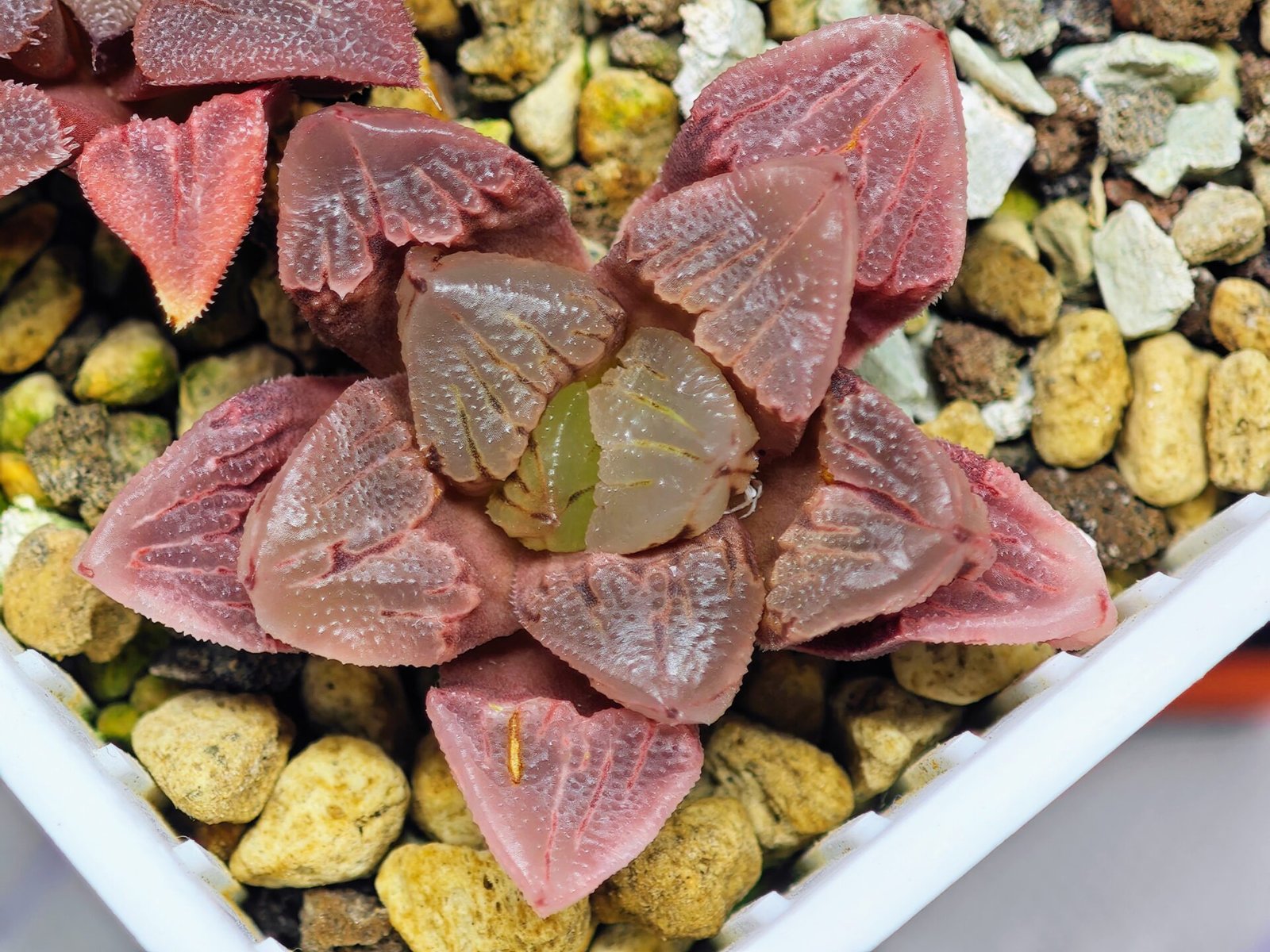 Haworthia Seedling S30 - 12