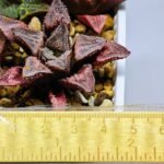 Haworthia Seedling badia x emelyae major S31 - 11