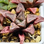 Haworthia Seedling badia x emelyae major S31 - 12