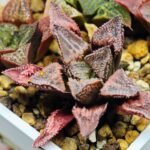 Haworthia Seedling badia x emelyae major S31 - 13
