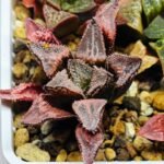 Haworthia Seedling badia x emelyae major S31 - 14