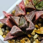 Haworthia Seedling badia x emelyae major S31 - 15