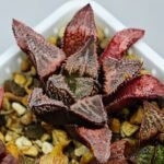 Haworthia Seedling badia x emelyae major S31 - 16