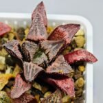 Haworthia Seedling badia x emelyae major S31 - 17