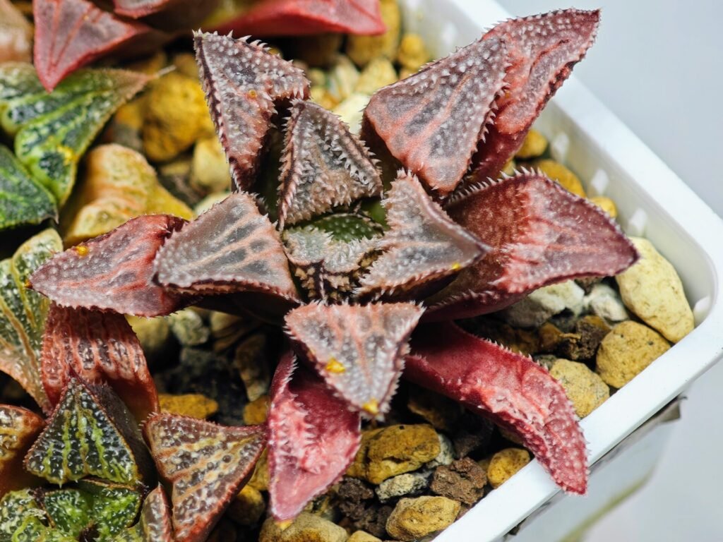Haworthia Seedling badia x emelyae major S31 - 10