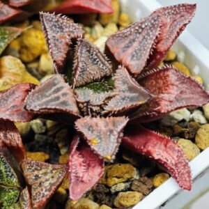Haworthia Seedling badia x emelyae major S31 - 10