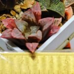 Haworthia Seedling S32 - 12