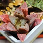 Haworthia Seedling S32 - 13