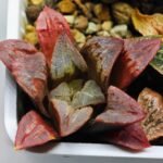 Haworthia Seedling S32 - 14