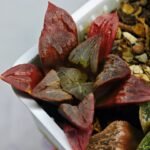 Haworthia Seedling S32 - 15