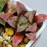 Haworthia Seedling S32 - 19