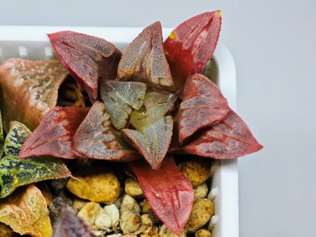Haworthia Seedling S32 - 20