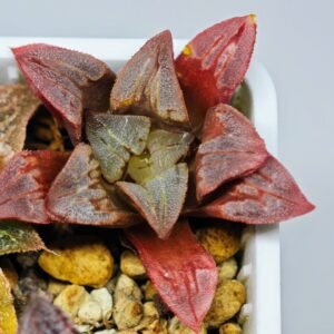 Haworthia Seedling S32 - 20