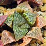 Haworthia Seedling S33 - 12