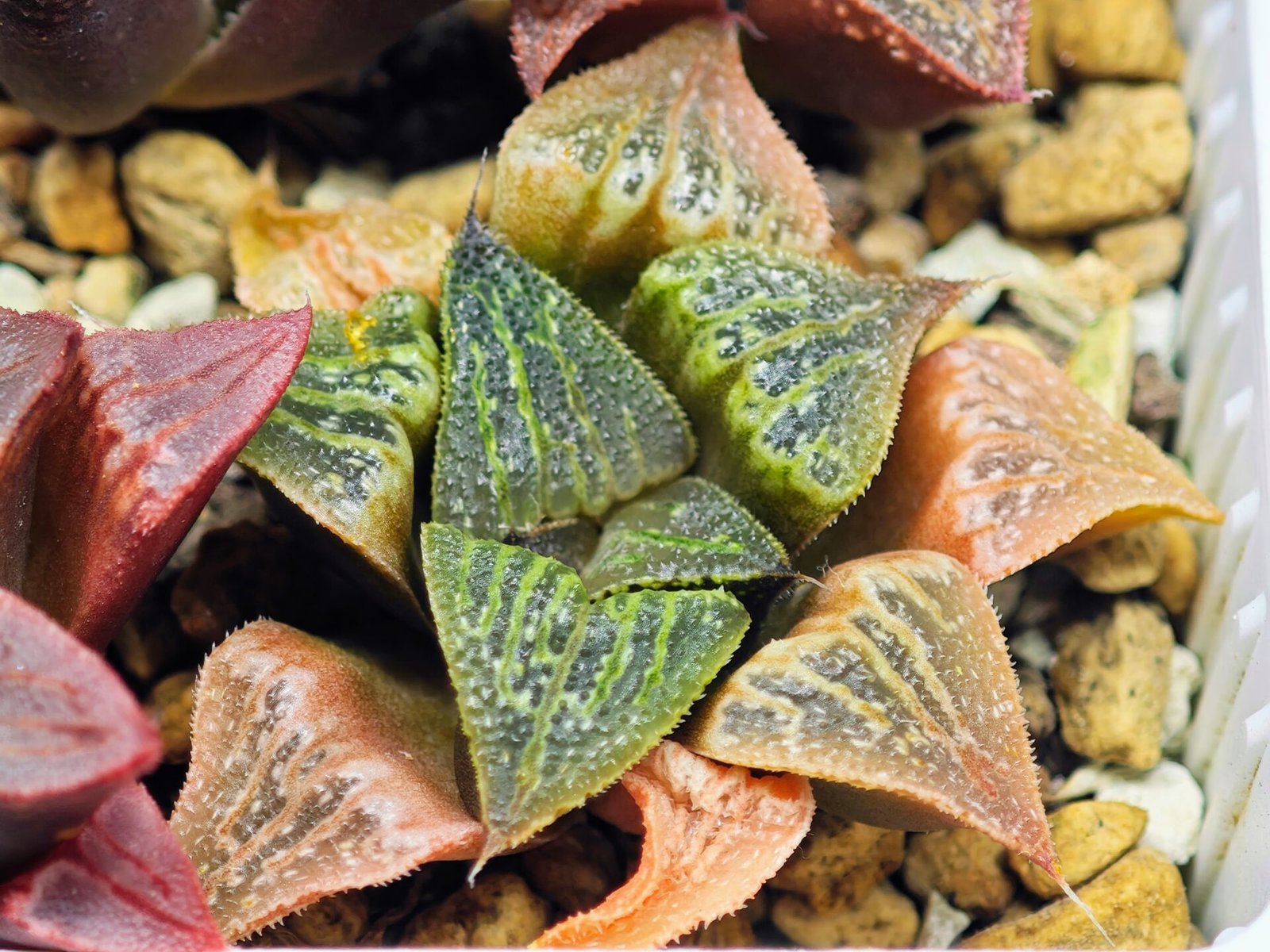 Haworthia Seedling S33 - 12