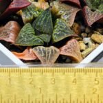 Haworthia Seedling S33 - 13