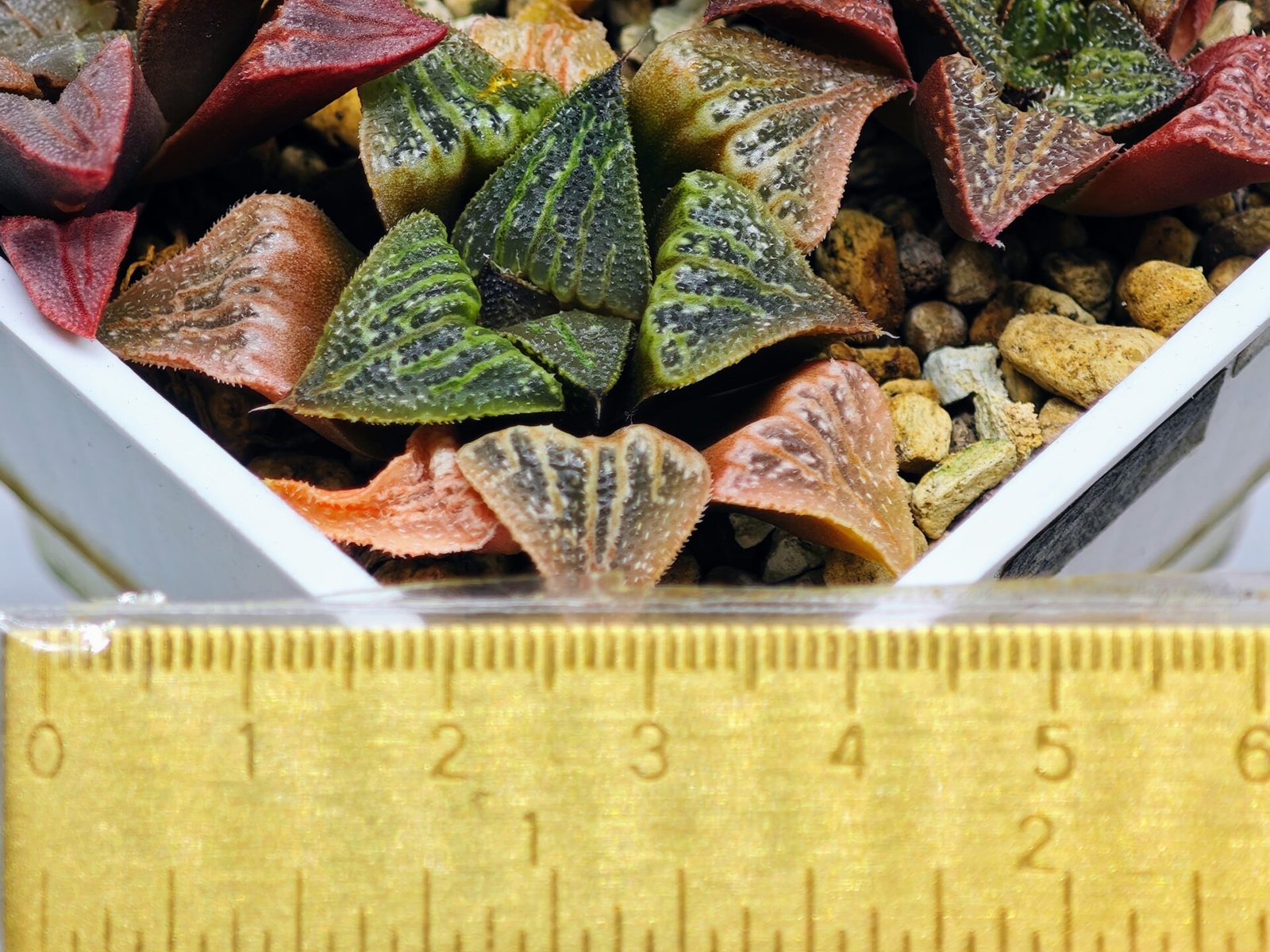 Haworthia Seedling S33 - 13