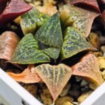 Haworthia Seedling S33 - 14