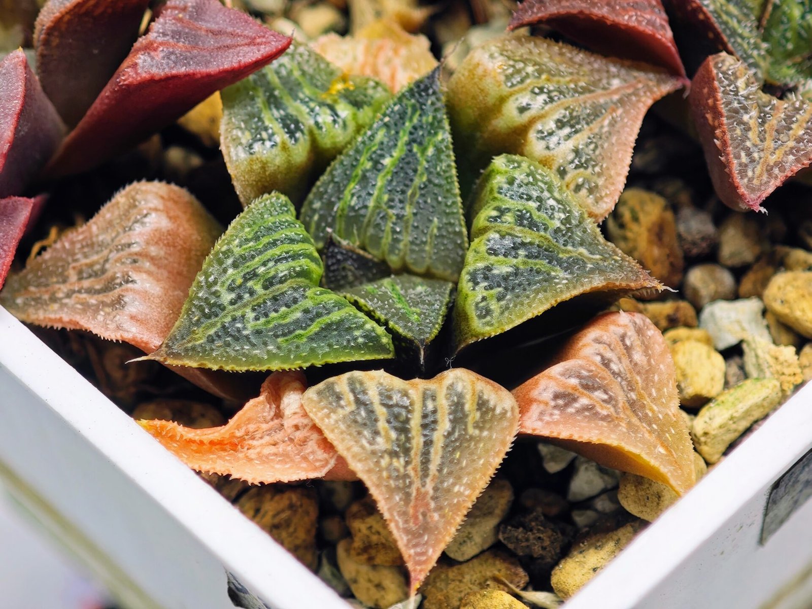 Haworthia Seedling S33 - 14