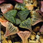 Haworthia Seedling S33 - 15
