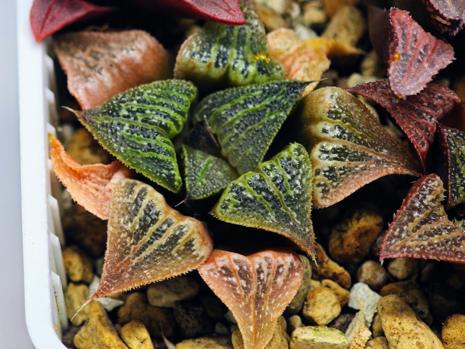 Haworthia Seedling S33 - 15