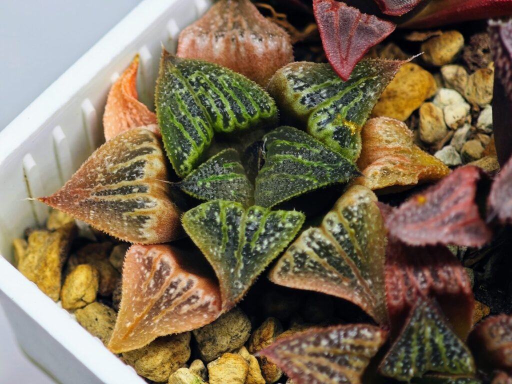 Haworthia Seedling S33 - 16