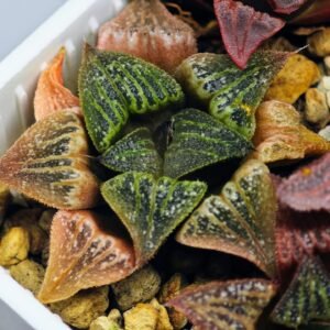 Haworthia Seedling S33 - 16