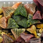 Haworthia Seedling S33 - 17