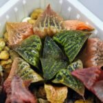 Haworthia Seedling S33 - 18