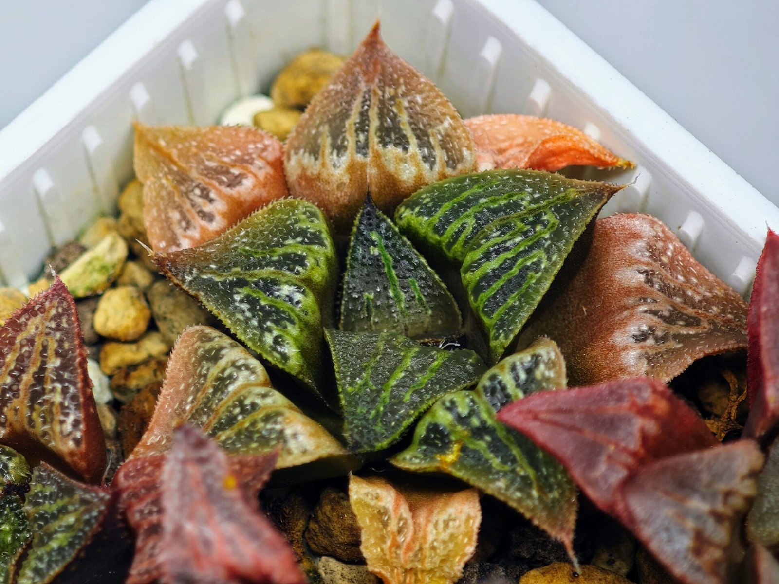 Haworthia Seedling S33 - 18