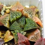 Haworthia Seedling S33 - 19