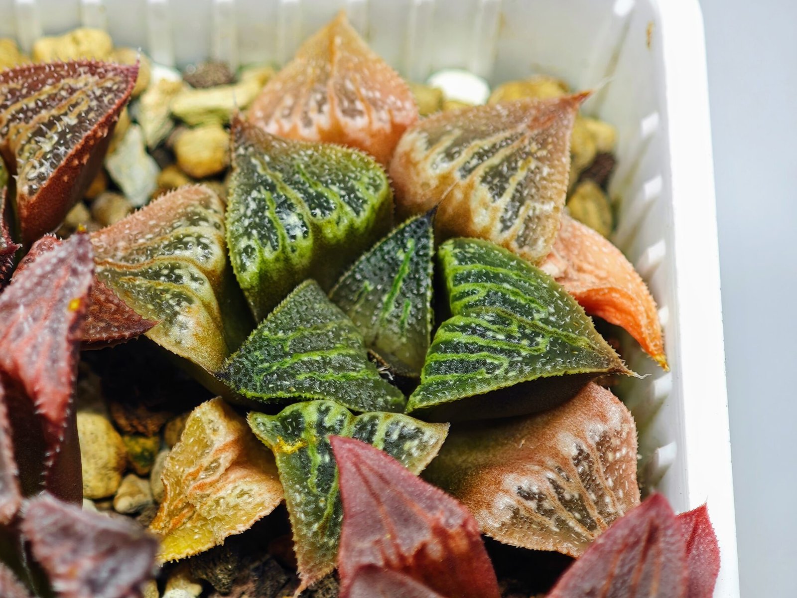 Haworthia Seedling S33 - 19