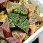 Haworthia Seedling S33 - 11