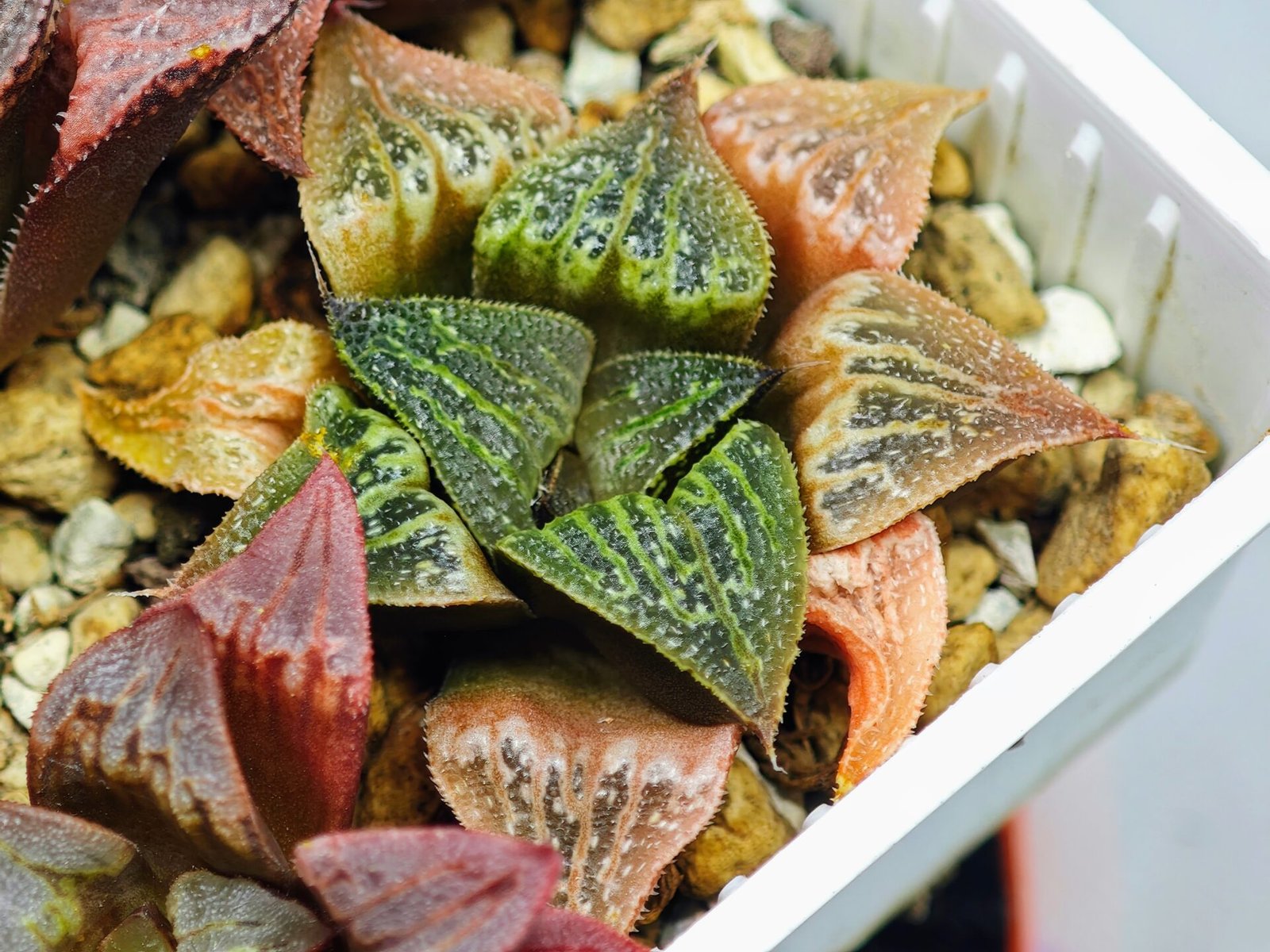 Haworthia Seedling S33 - 11