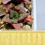 Haworthia Seedling S34 - 11