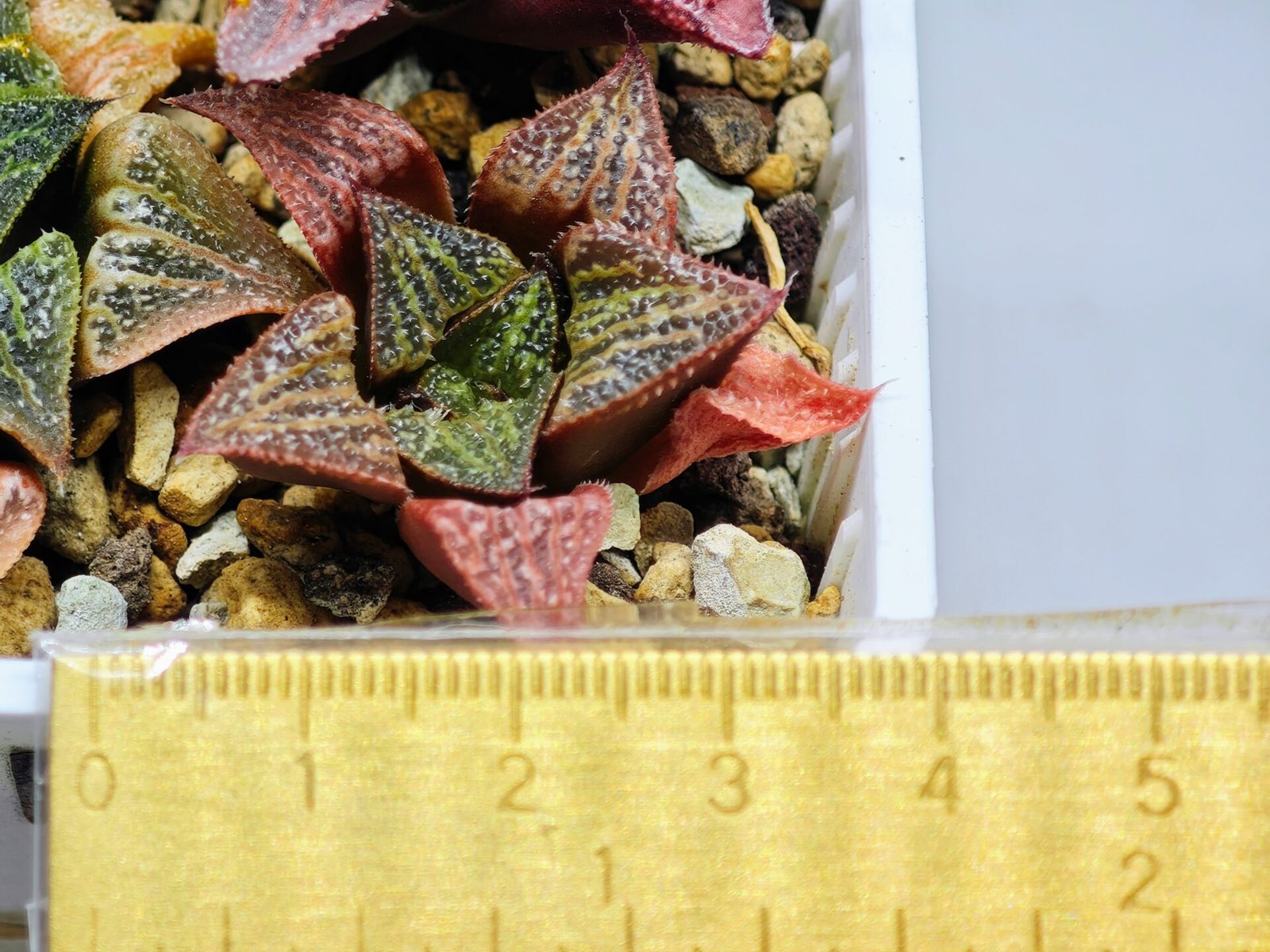 Haworthia Seedling S34 - 11