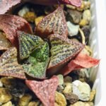 Haworthia Seedling S34 - 12