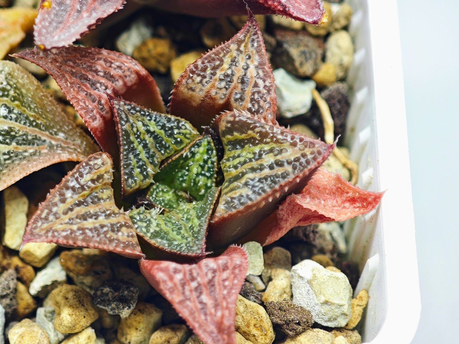 Haworthia Seedling S34 - 12