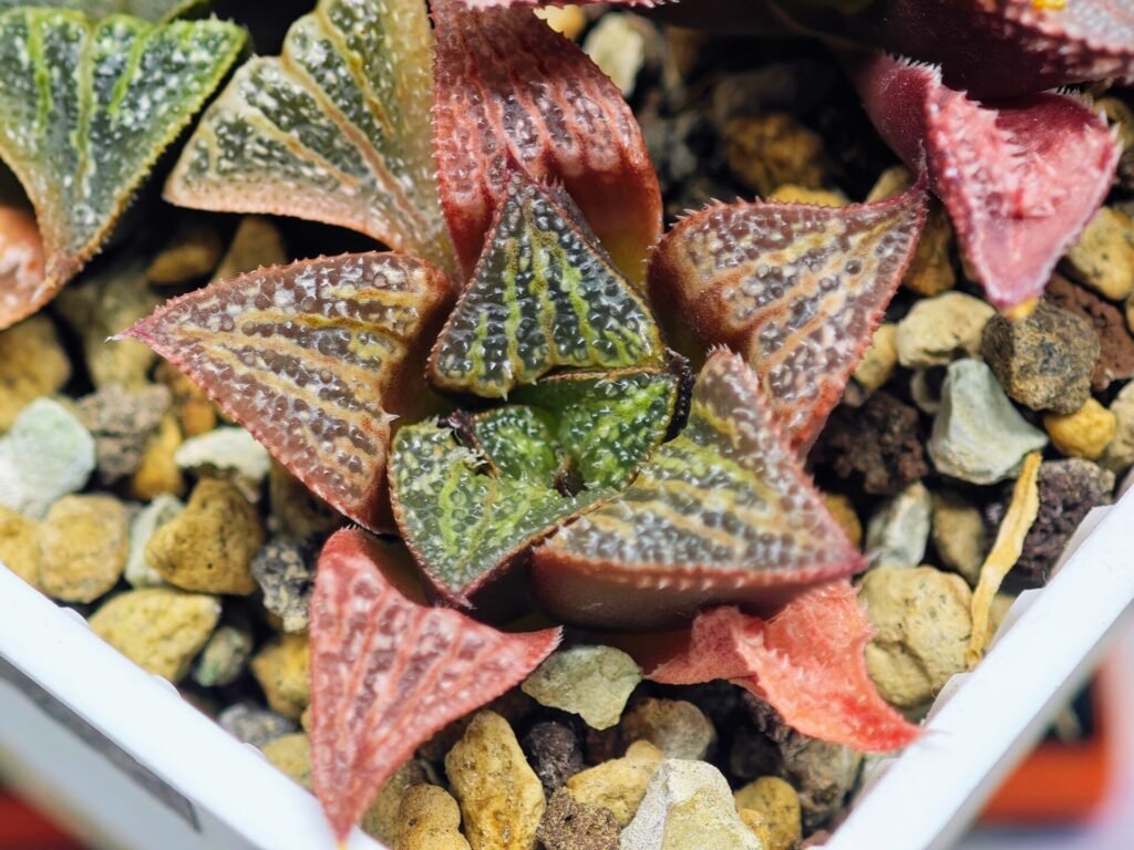 Haworthia Seedling S34 - 13